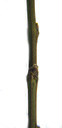 scorpion senna (hippocrepis emerus), edged twig, buds round or cone-shaped, often 2, surrounded by a brown stipule. 2009-01-26, Pentax W60. keywords: coronilla emerus, strauchige kronwicke, strauchwicke, coronille arbisseau, coronille des jardins, emero, ginestra di bosco